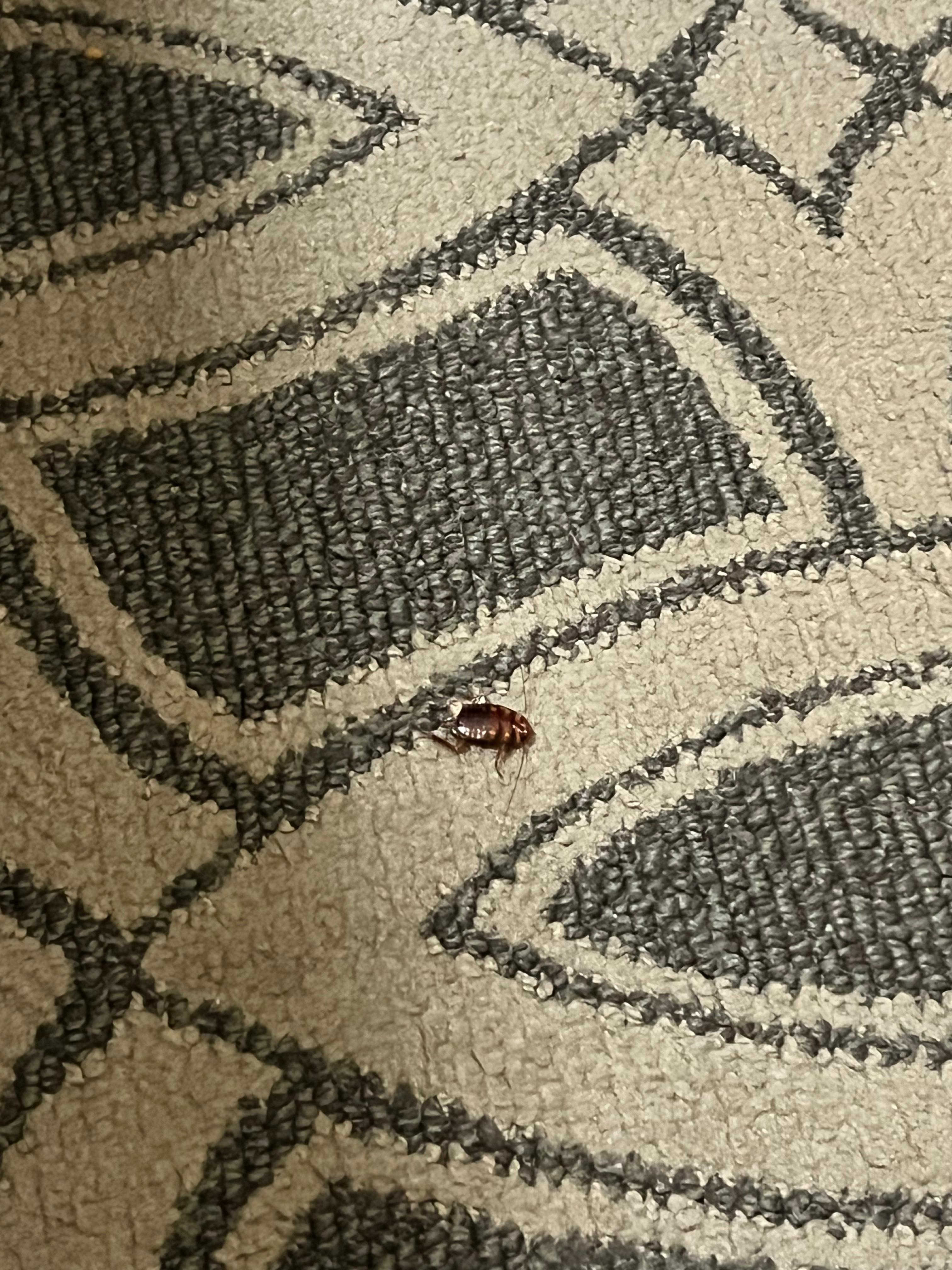 Roach was crawling in the bed skirt and we had to kill it. 