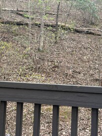 Deer visit everyday!