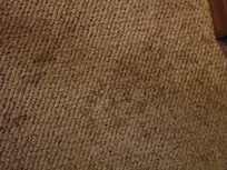 Stained Carpet