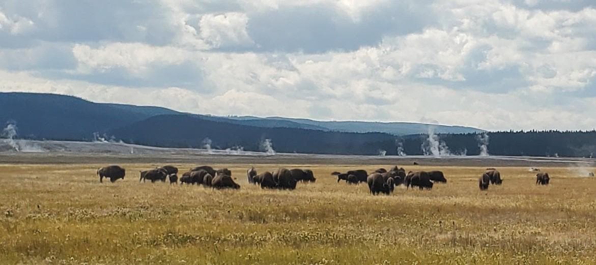 Bison grazing. Fumaroles in the background.