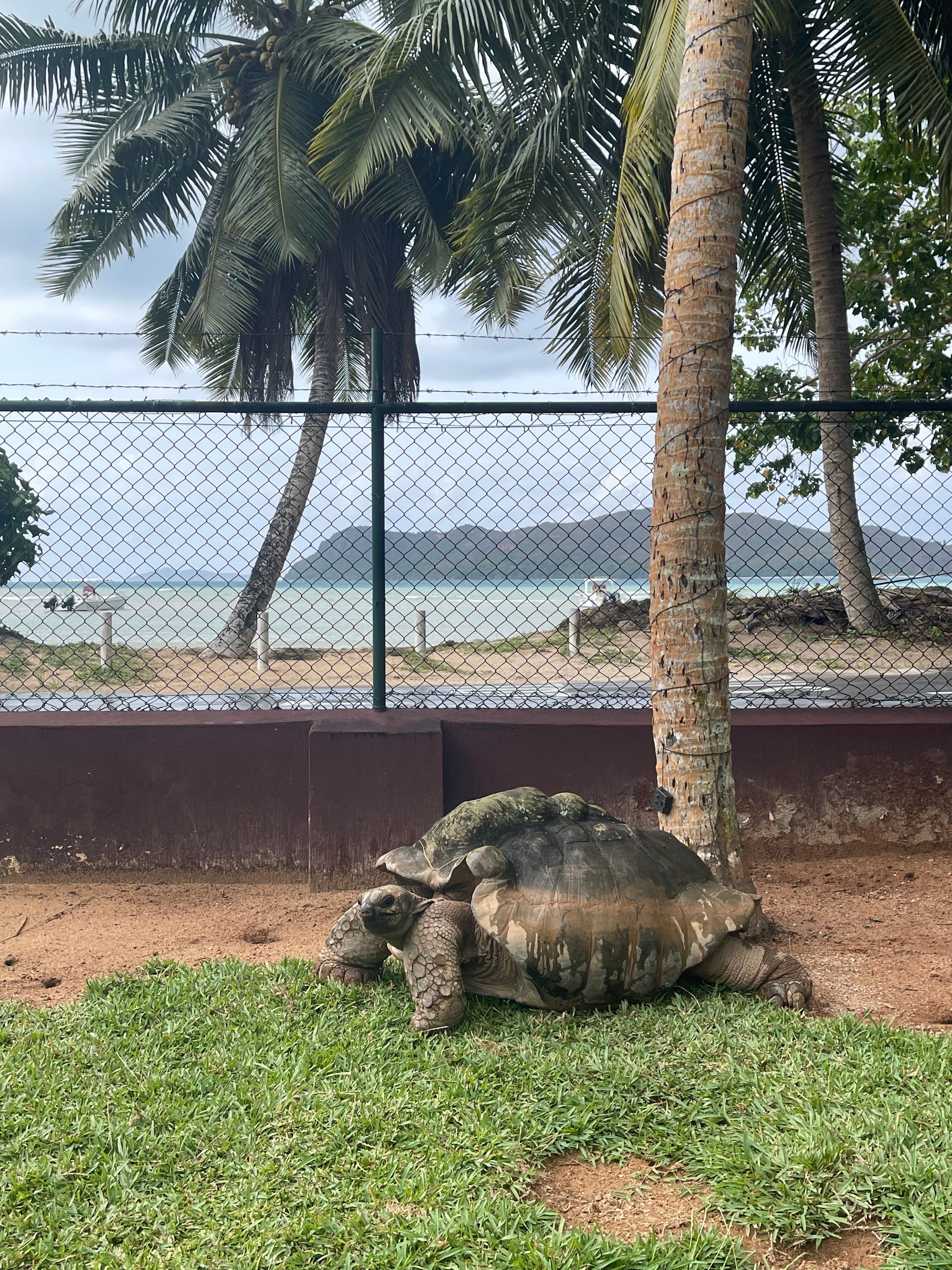 Eine der fünf Schildkröten