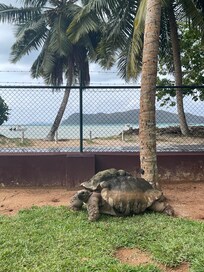 Eine der fünf Schildkröten