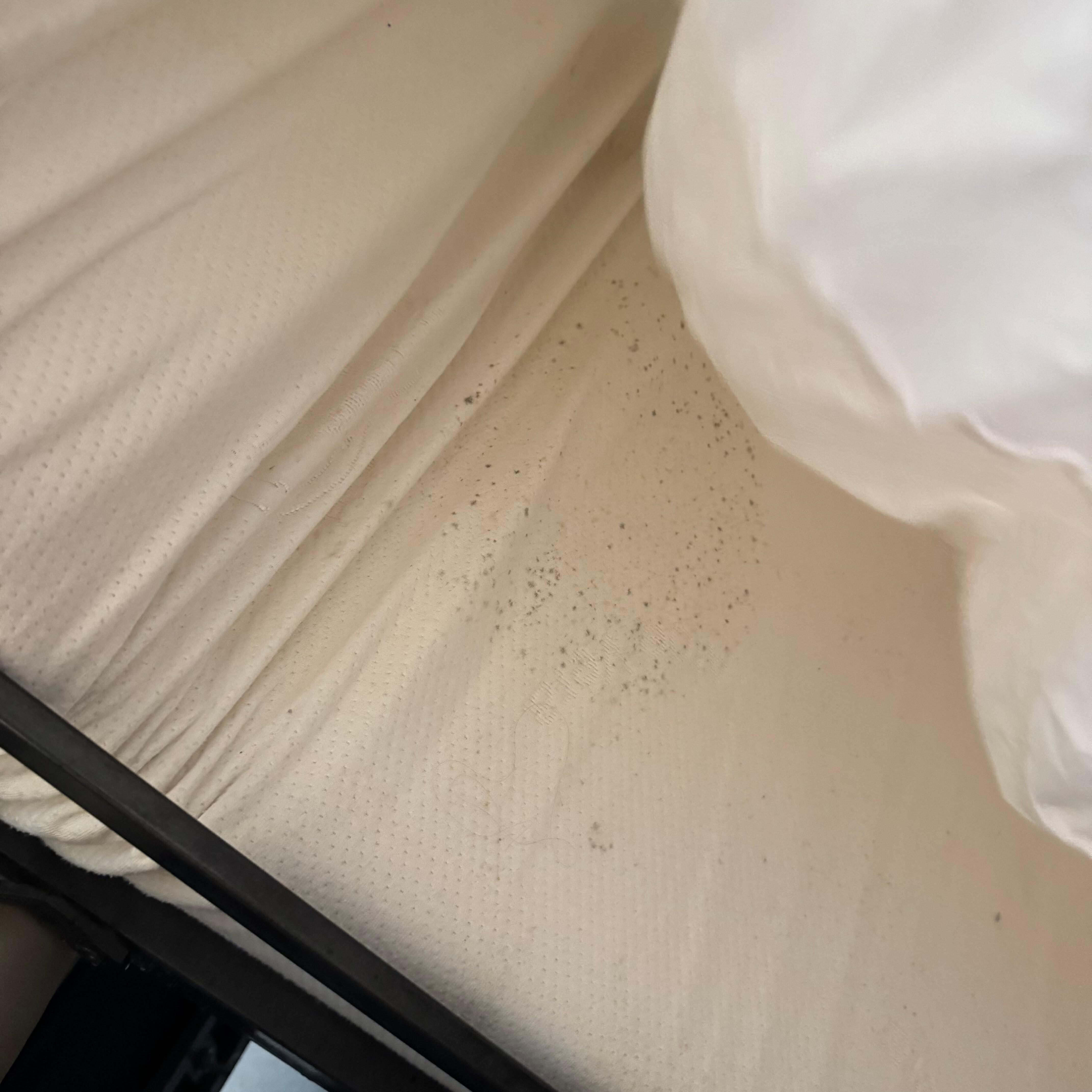 Ring of mold in pullout couch