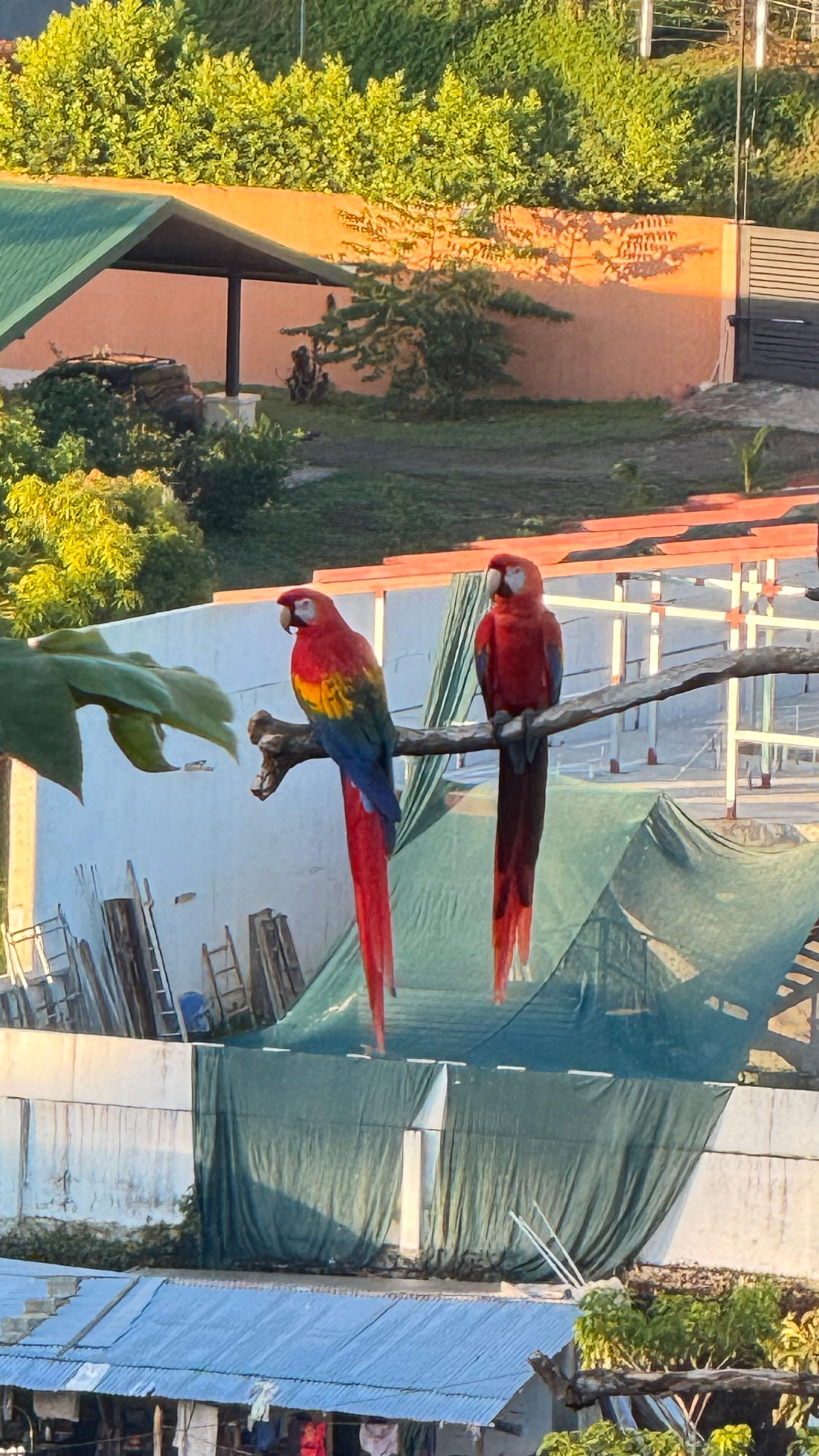 Macaws outside our balcony