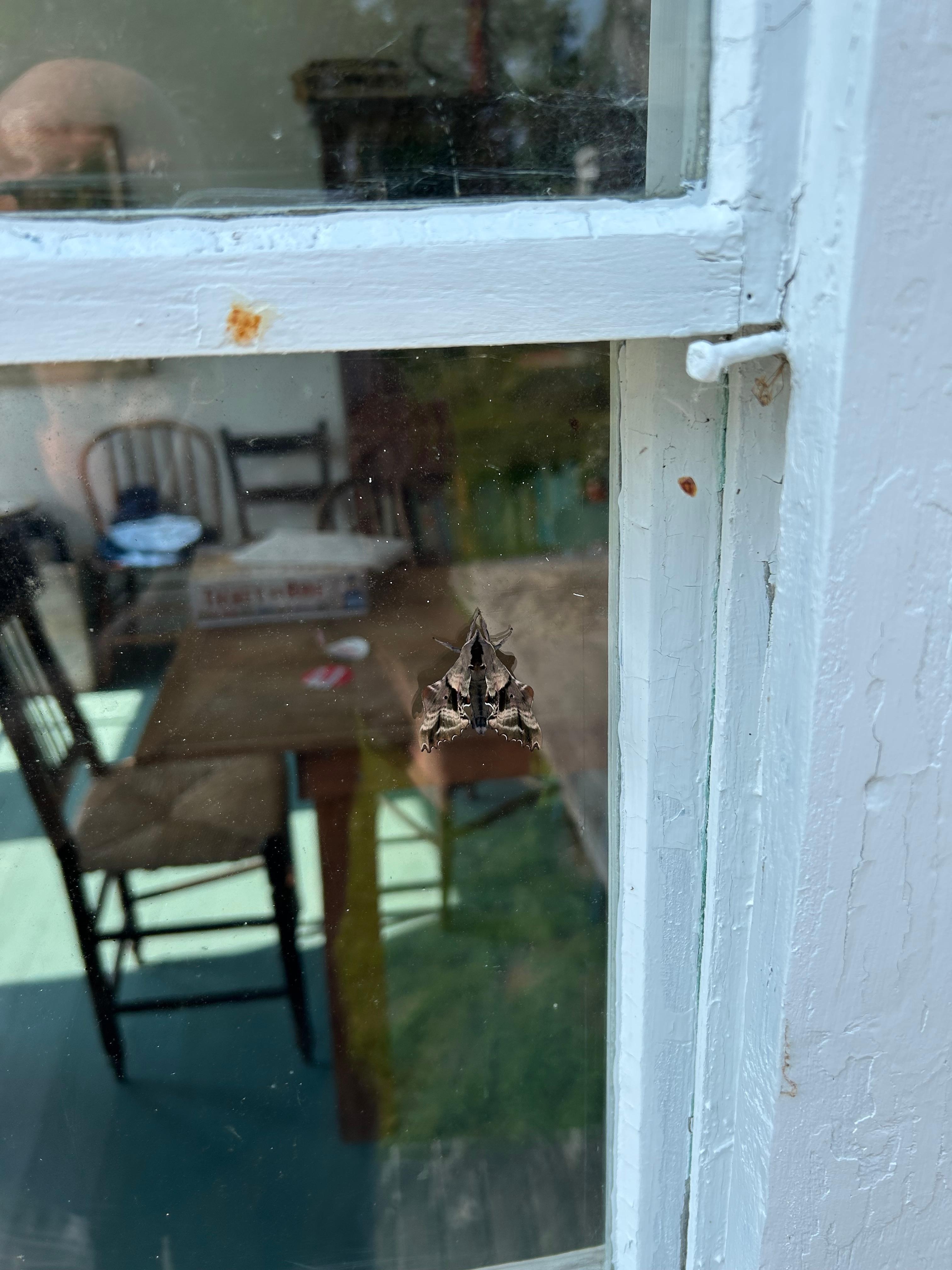 Interesting moth on the dining room window