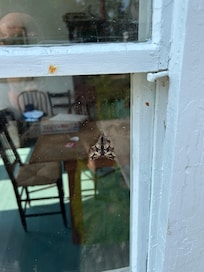 Interesting moth on the dining room window