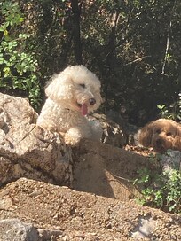 Unsere Hunde waren begeistert