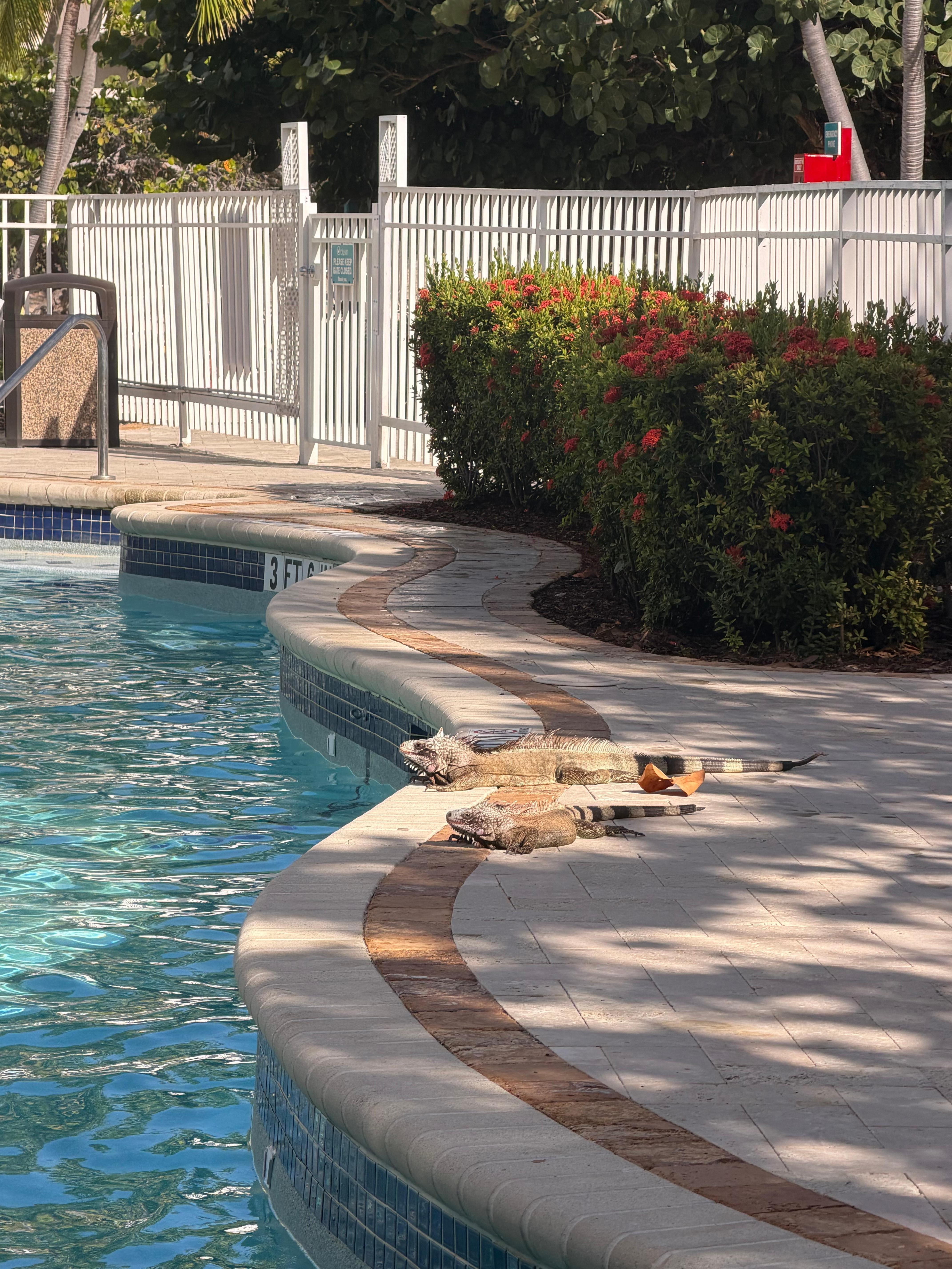 Resident iguanas at the pool!