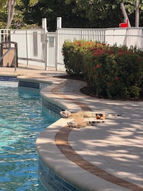 Resident iguanas at the pool!