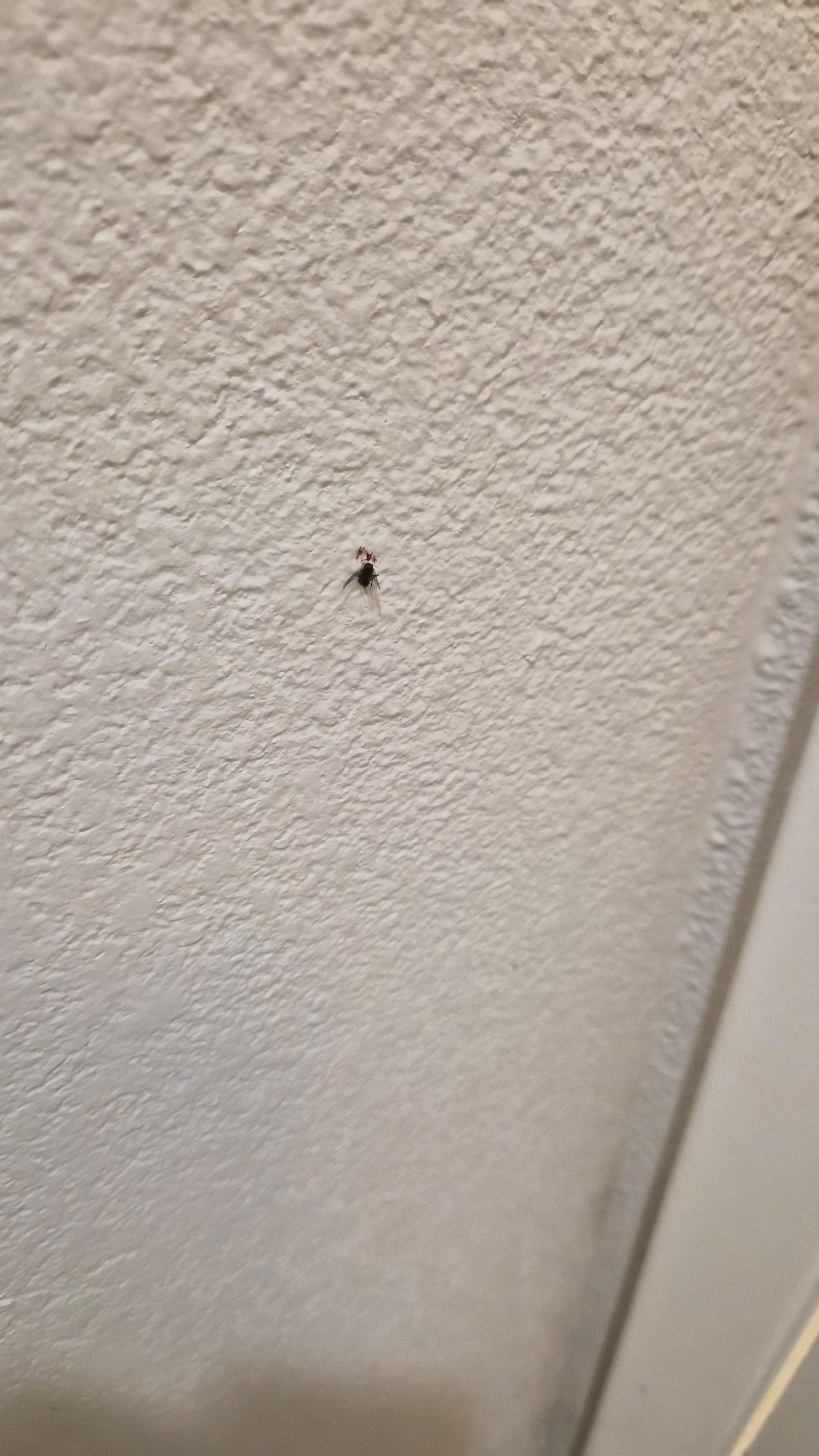 One of many killed flies smashed onto the wall stuck there