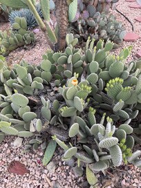 Blooming prickly pear