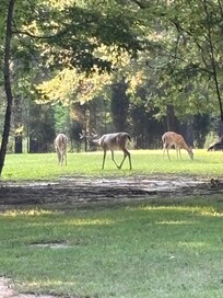 I counted 15 or 16 deer.