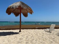Sargassum on the beach and water.