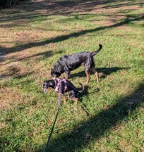 Our dogs loved the dog "amenities"!