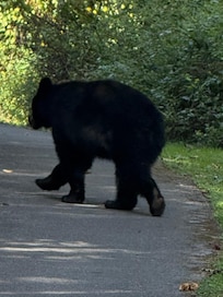 Saw this lovely creature on our stay