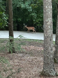 One of the deer we saw on the driveway