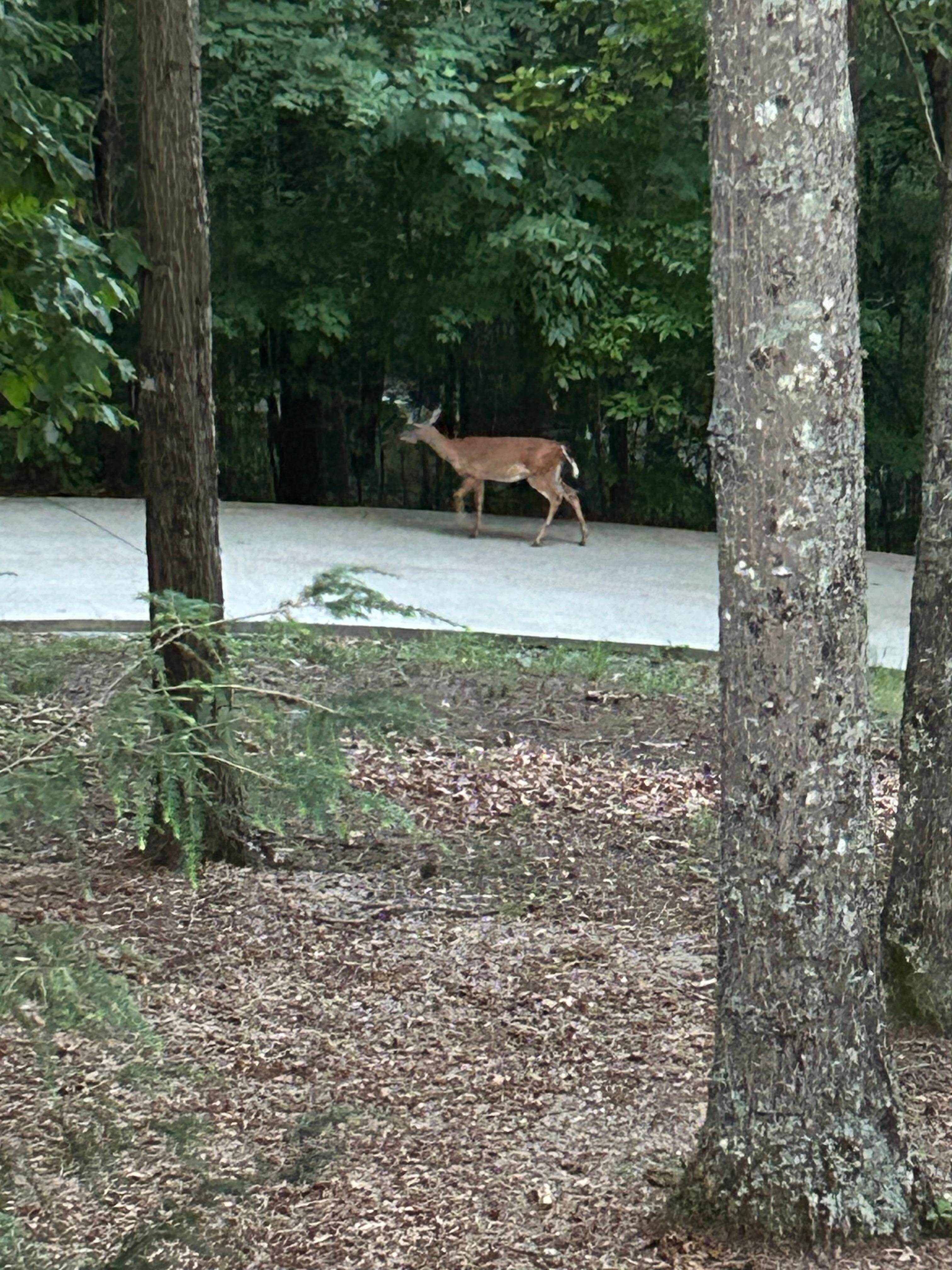One of the deer we saw on the driveway