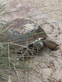 This is Junior. He is one of the local tortoises in the complex.