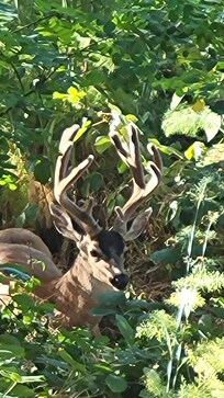 Deer encounters
