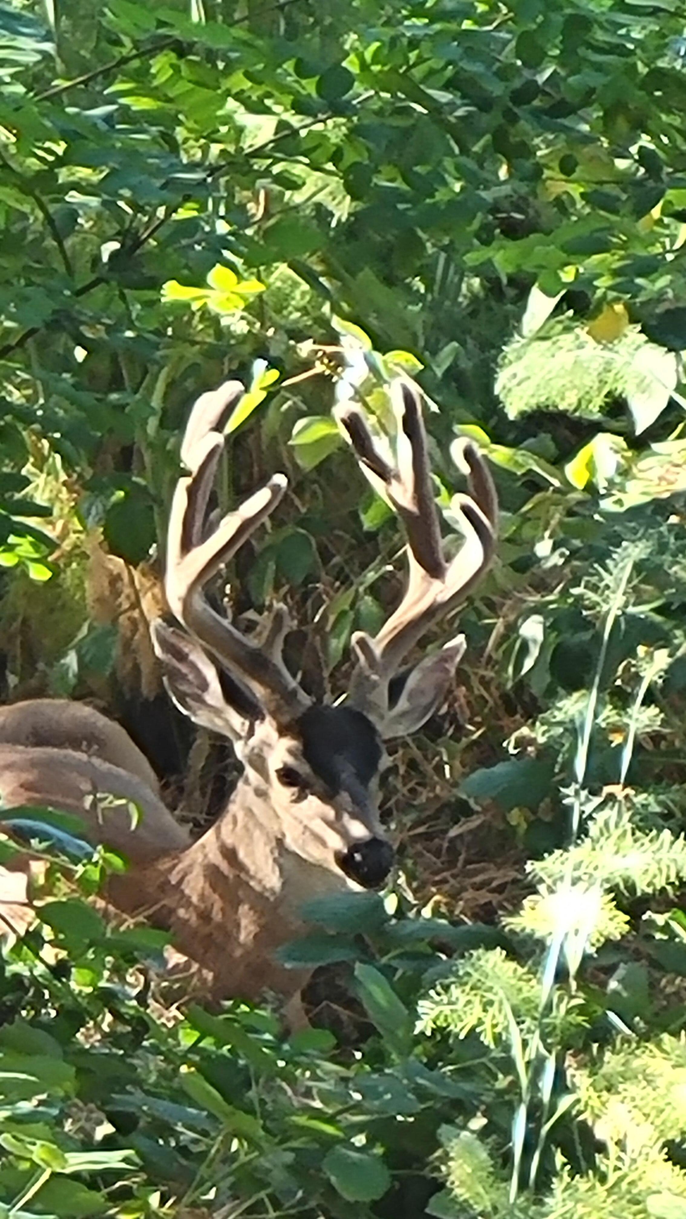 Deer encounters