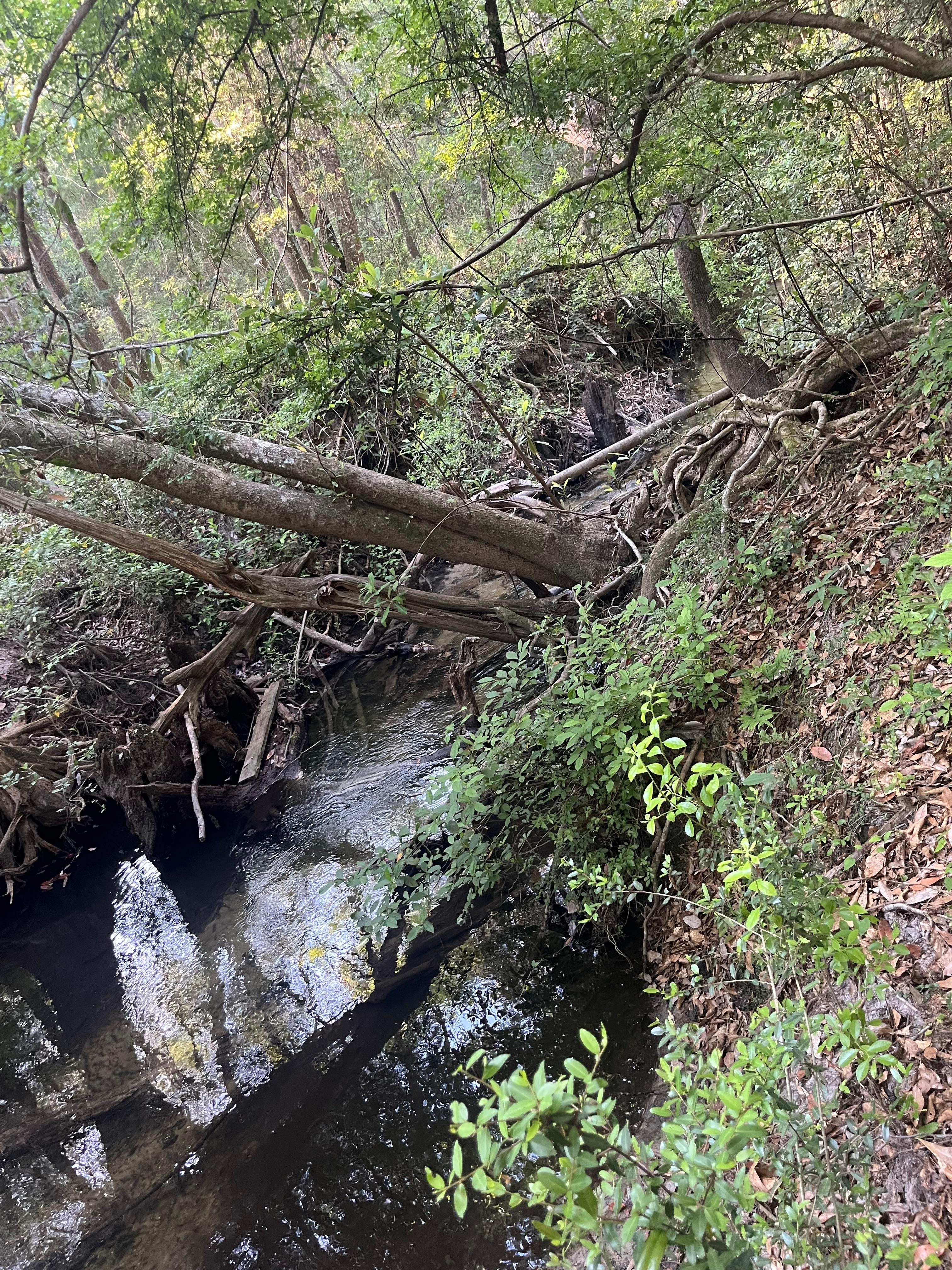 Creek view on back of property