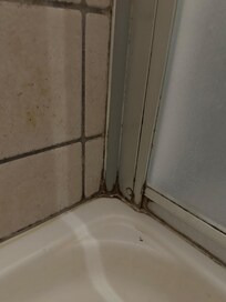 Schöner Schimmel in der Dusche (soll super gesund sein, haben wir gehört - irony off!!)