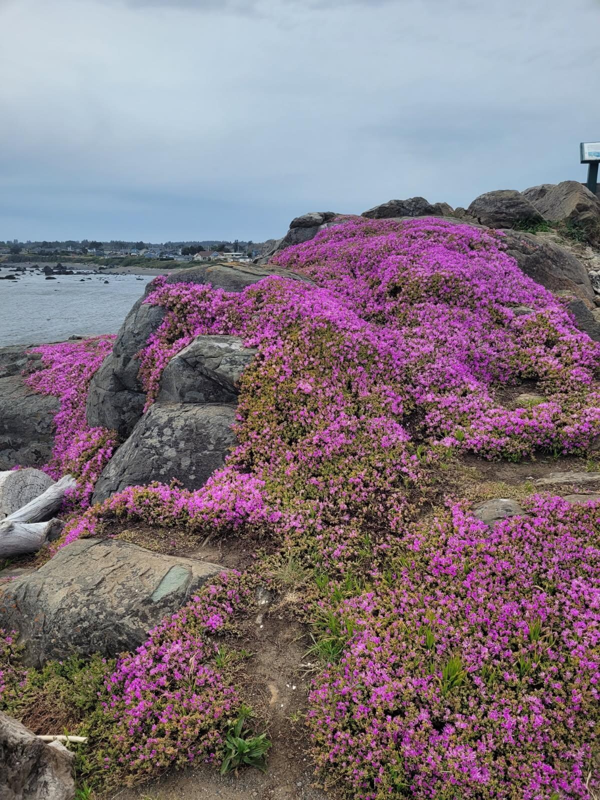 Flowers near the lighthouse