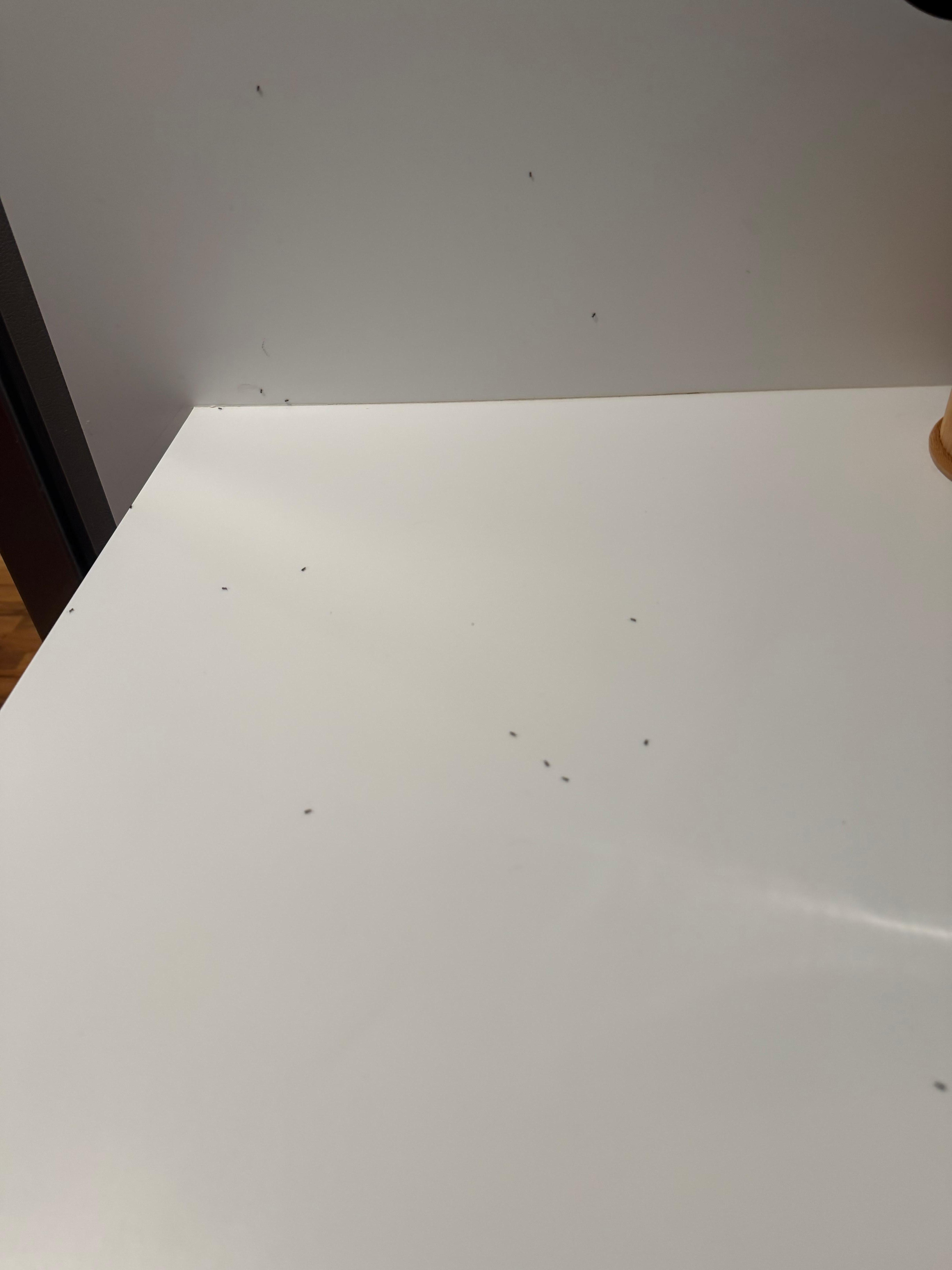 Ants on the counter leading all the way to the sink and down the edge to the kitchen floor! Bug spray helped a lot. 