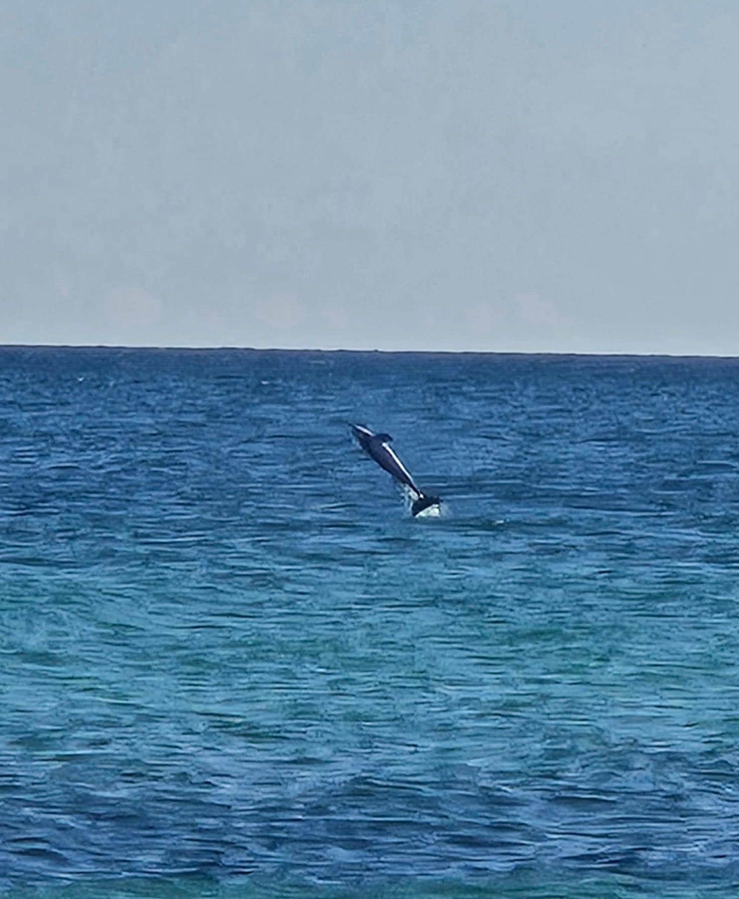 Dolphin giving us a show from our balcony 