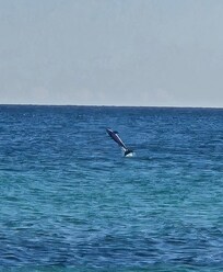 Dolphin giving us a show from our balcony