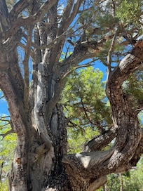 Old Juniper tree