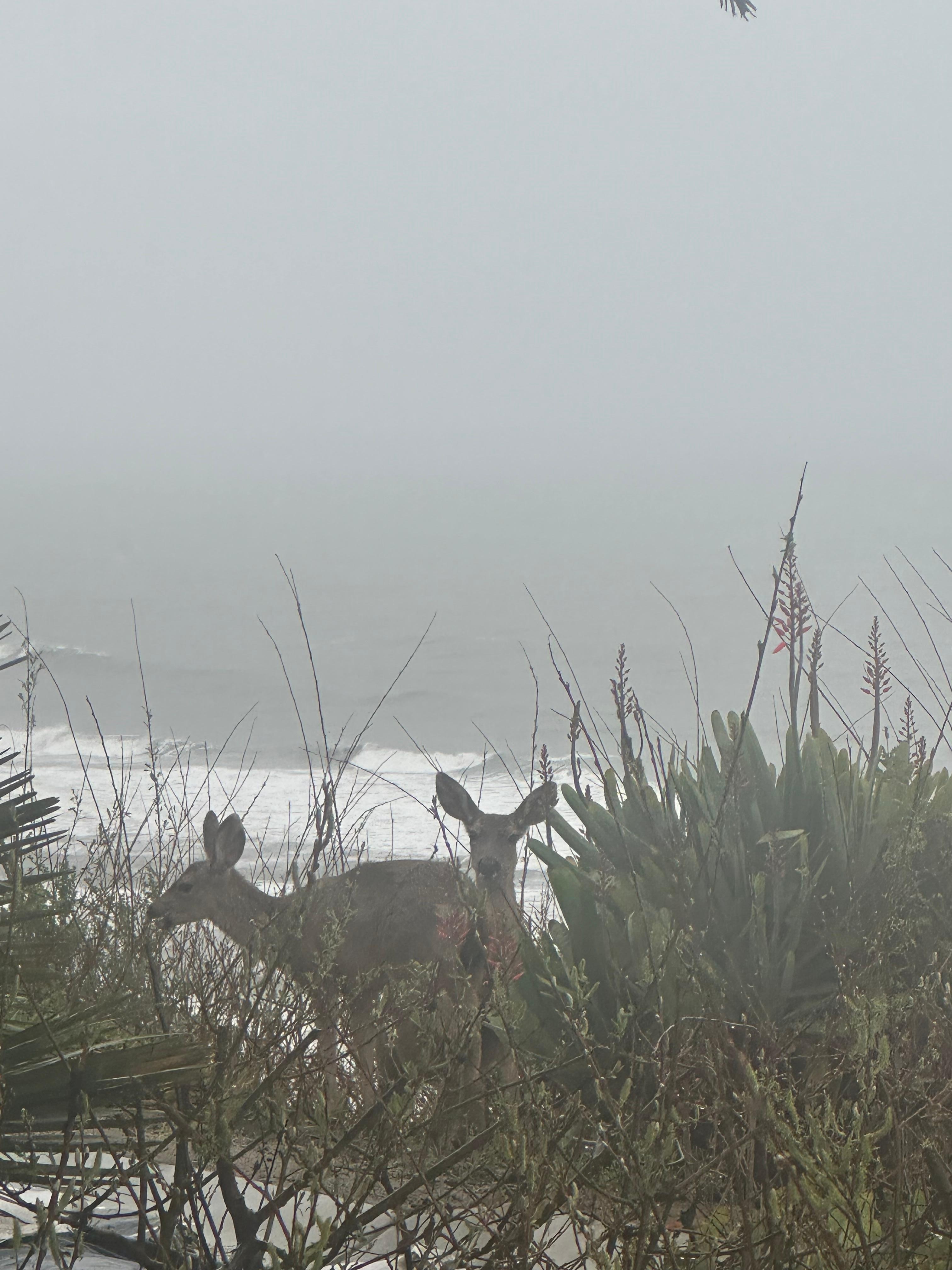 Deer in a rainstorm