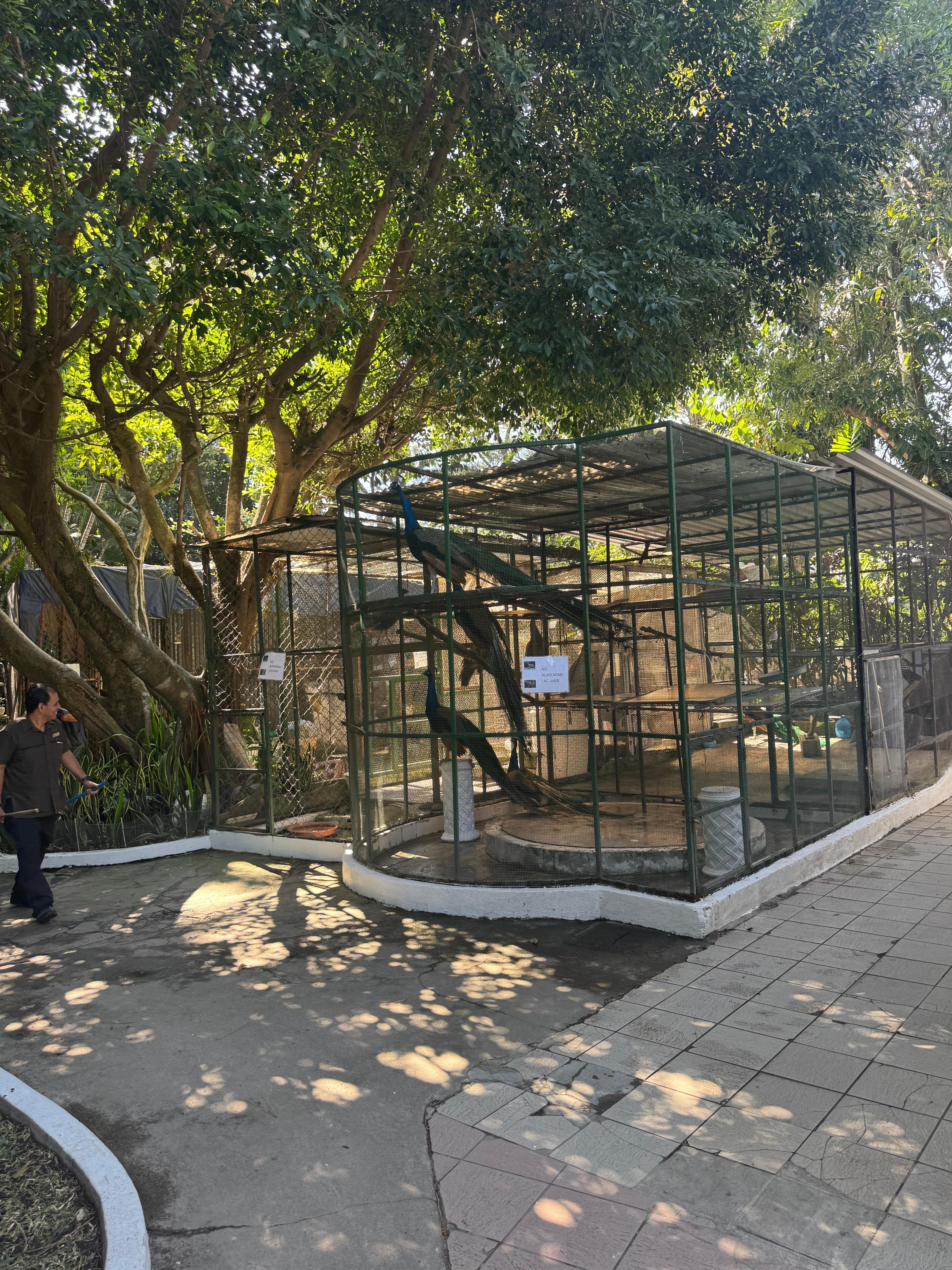 They had peacock, in case in the garden, in the morning they will allowed one to be outside, by the pool so when you are eating breakfast you can watch peacock, they look poor conditions their feathers were very bad 