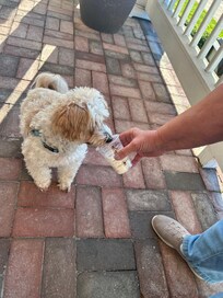 Free Pup cup for the doggies