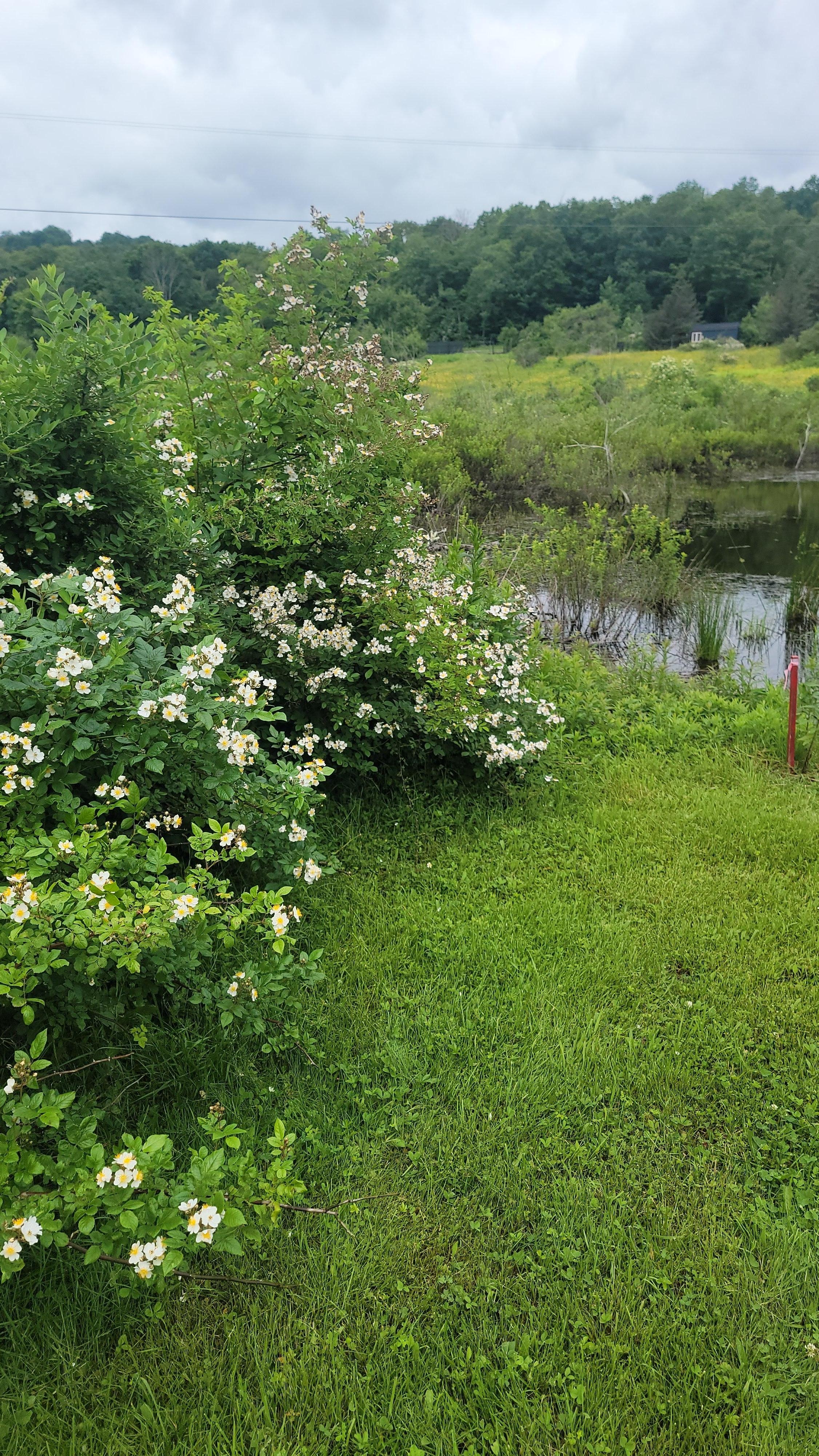 Great pond