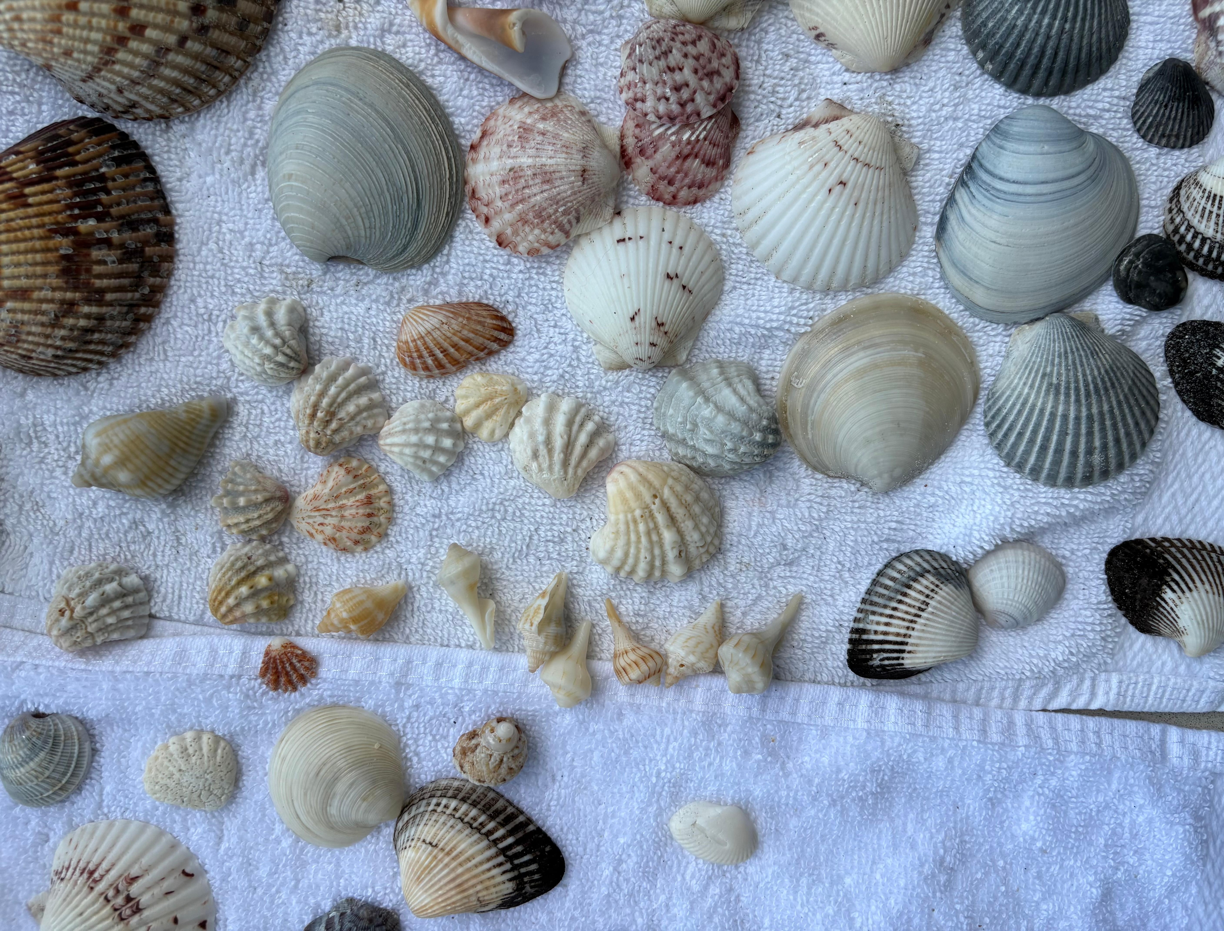 shells