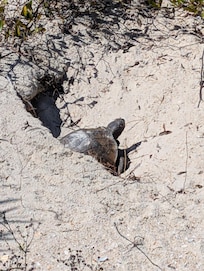 Gopher Tortoise at nearby Smyrna Dunes Park