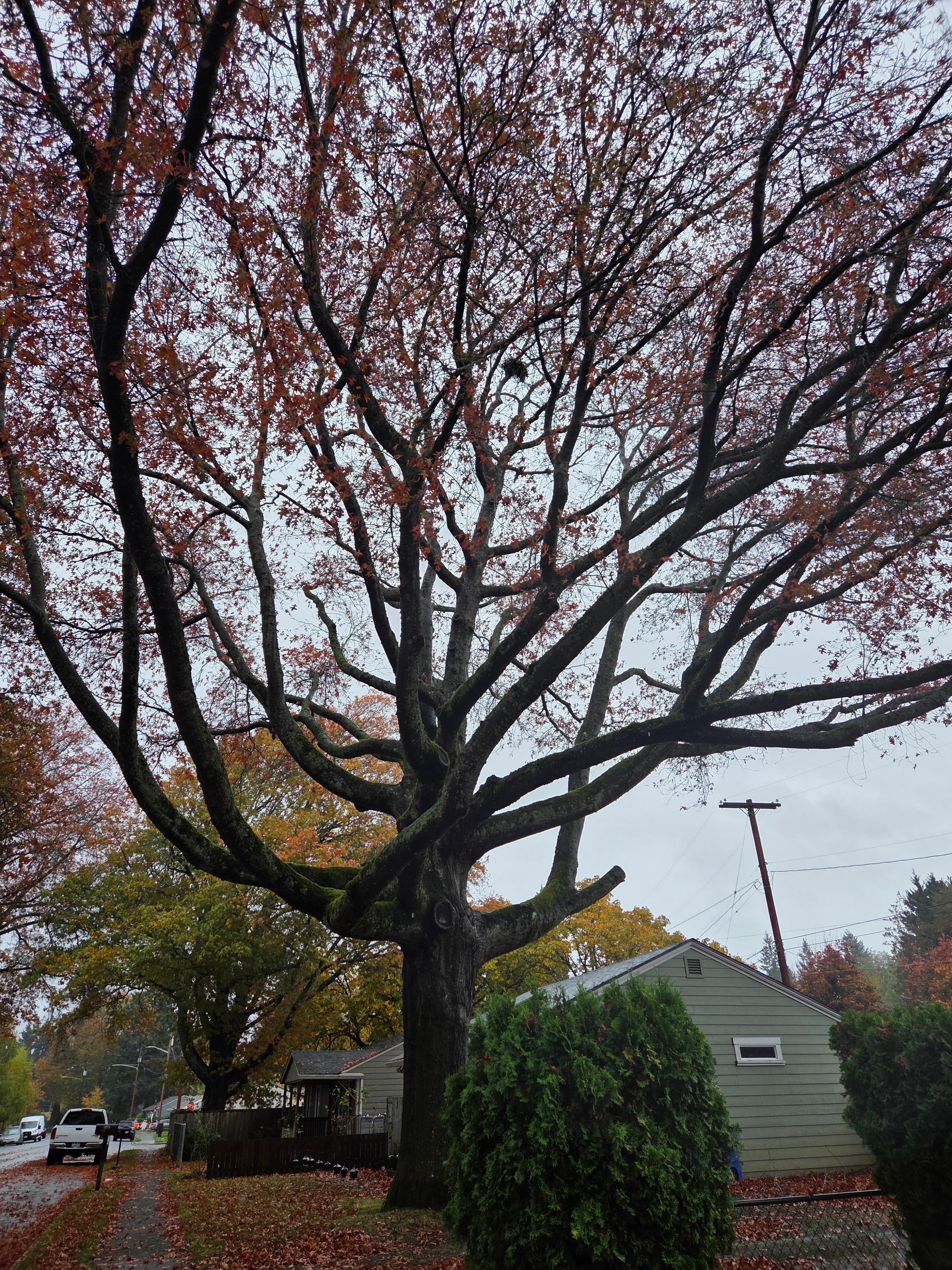 Beautiful tree next door