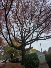 Beautiful tree next door