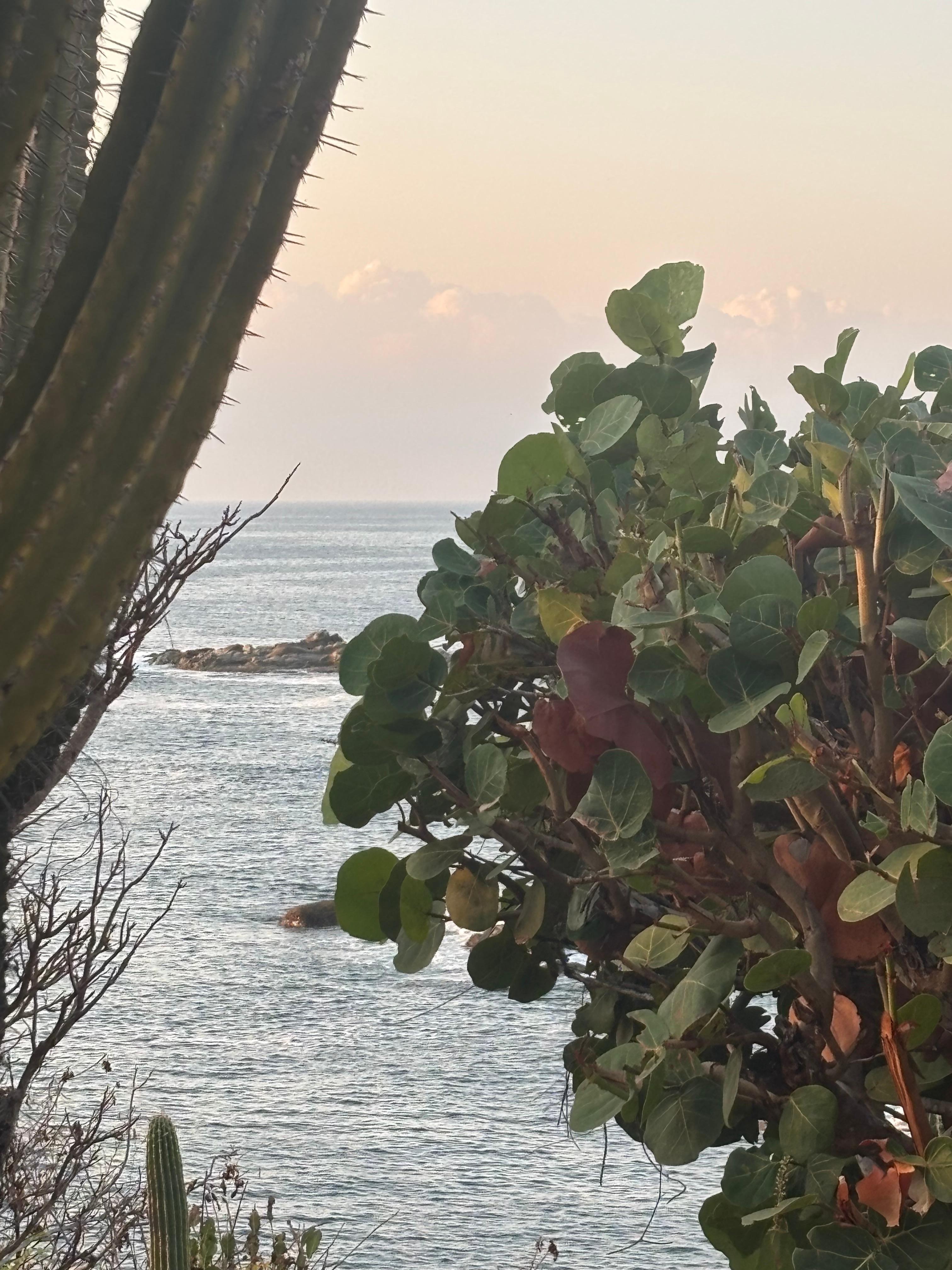 Better view with out this tree