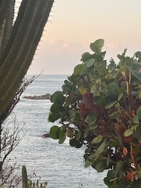 Better view with out this tree