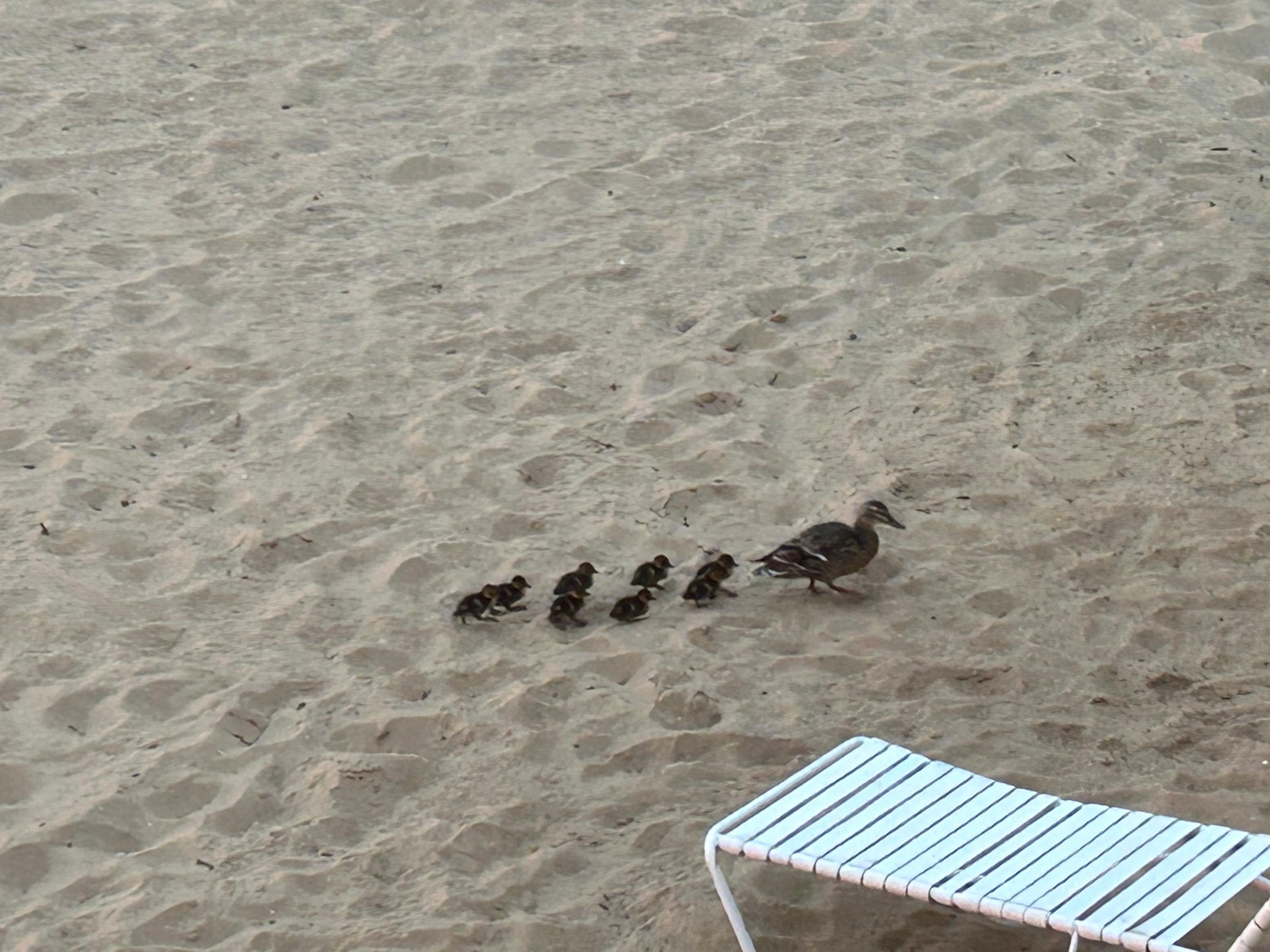 Mama and babies