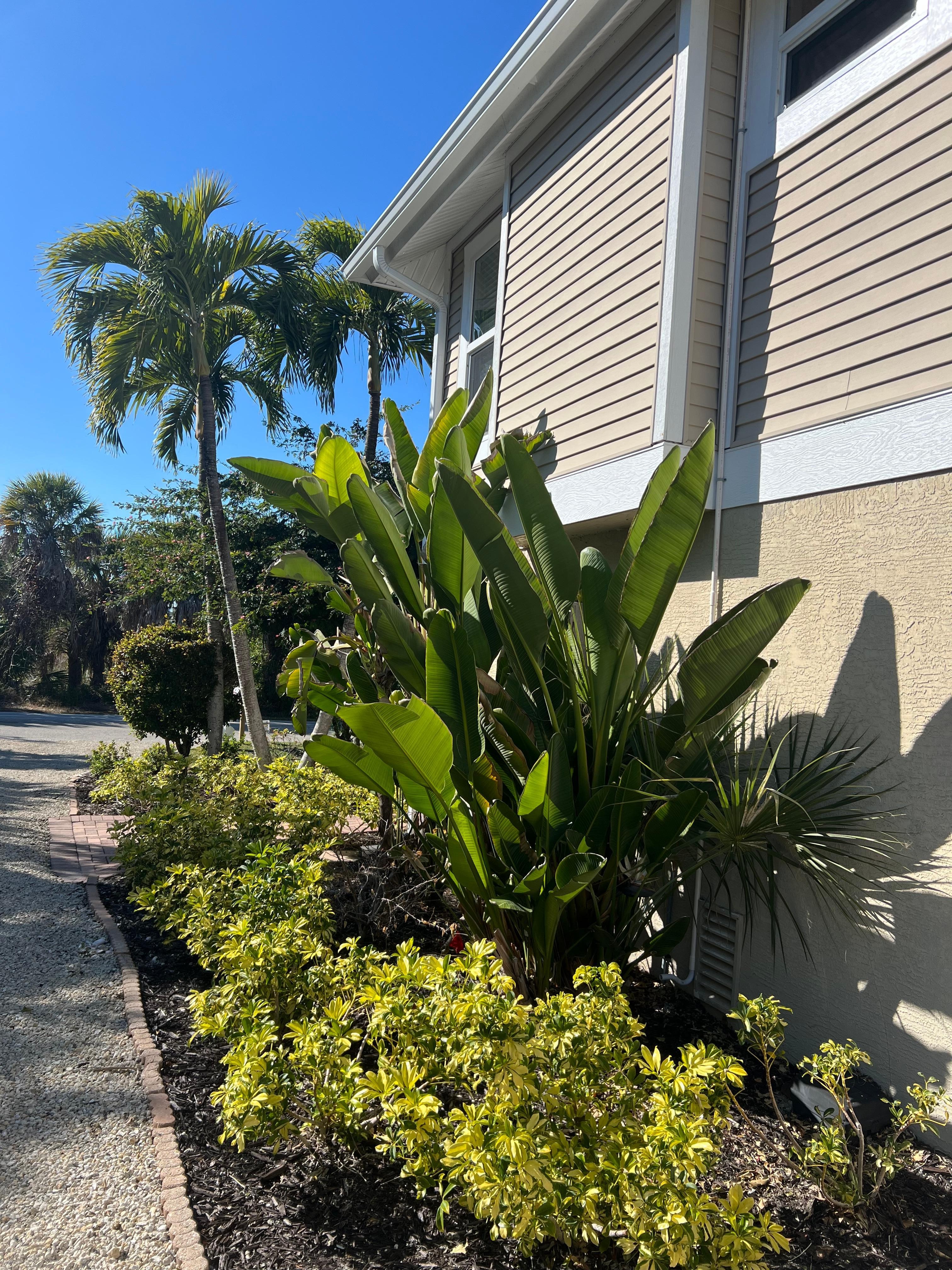 Nice landscaping at house. 