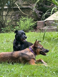 Enjoying the yard.