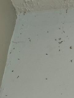 BUGS and spider webs on the ceiling