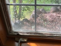 Inoperative window