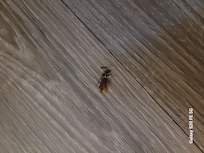 Dead roach on floor