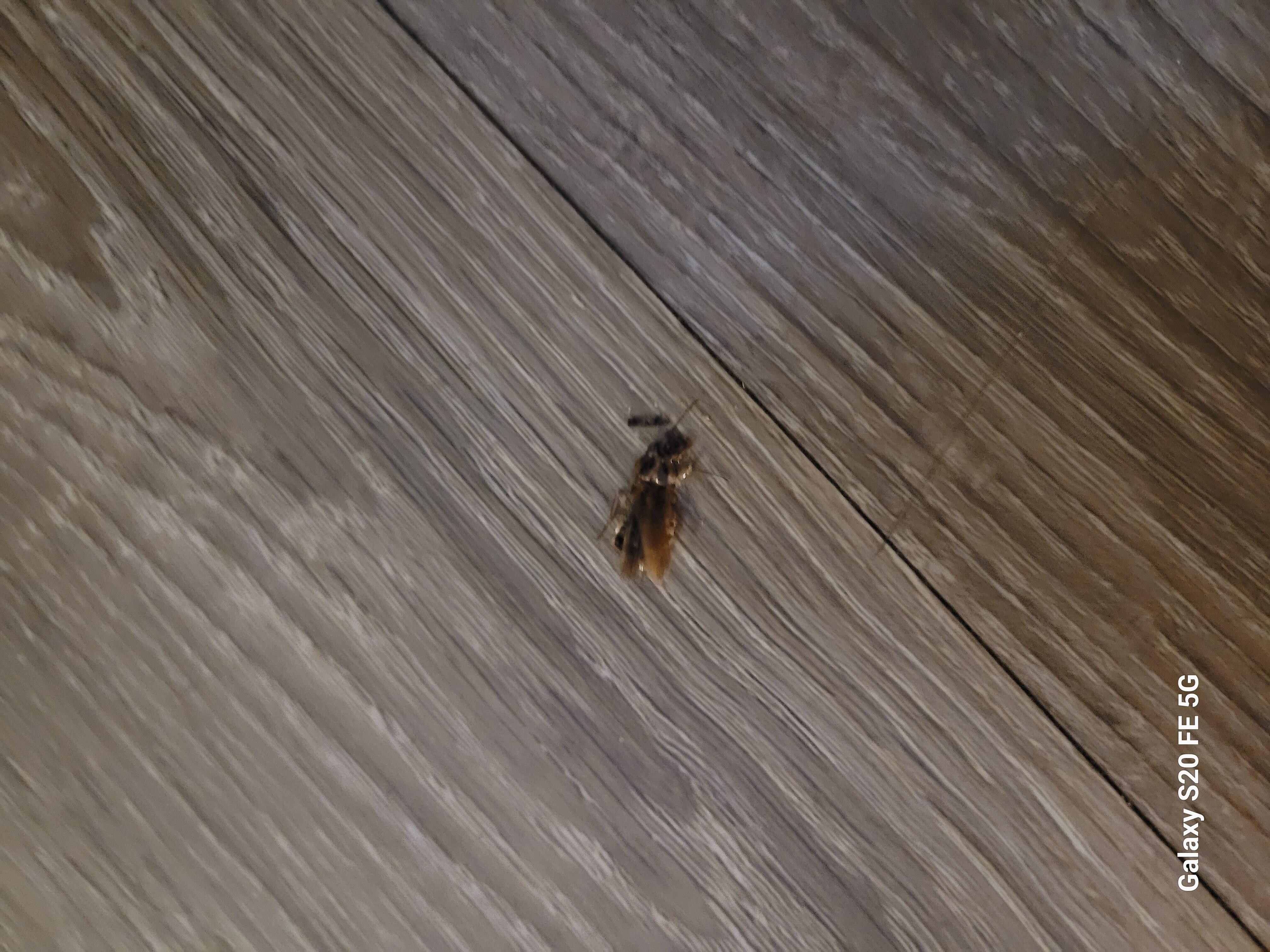 Dead roach on floor 