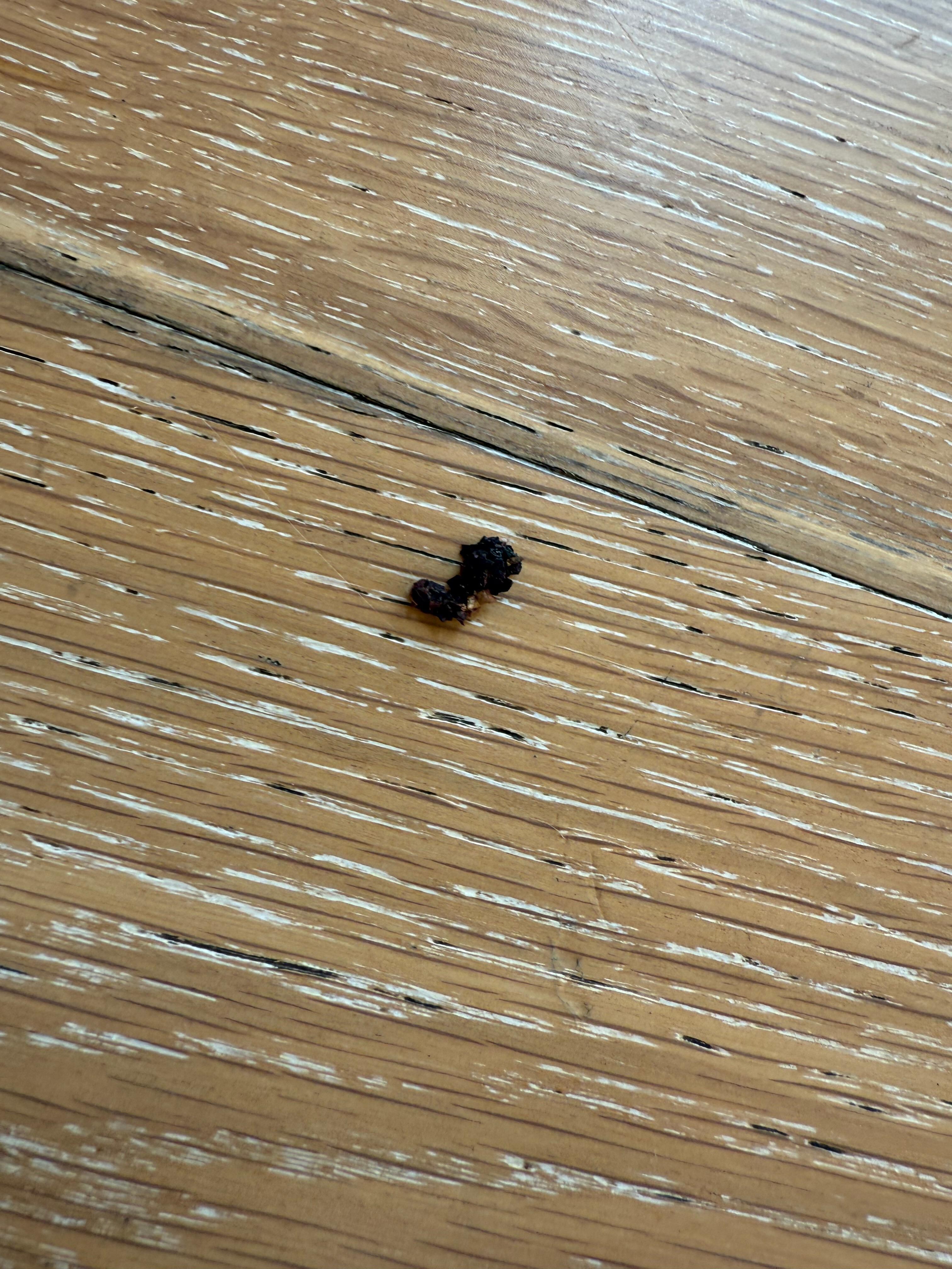 rodent droppings 