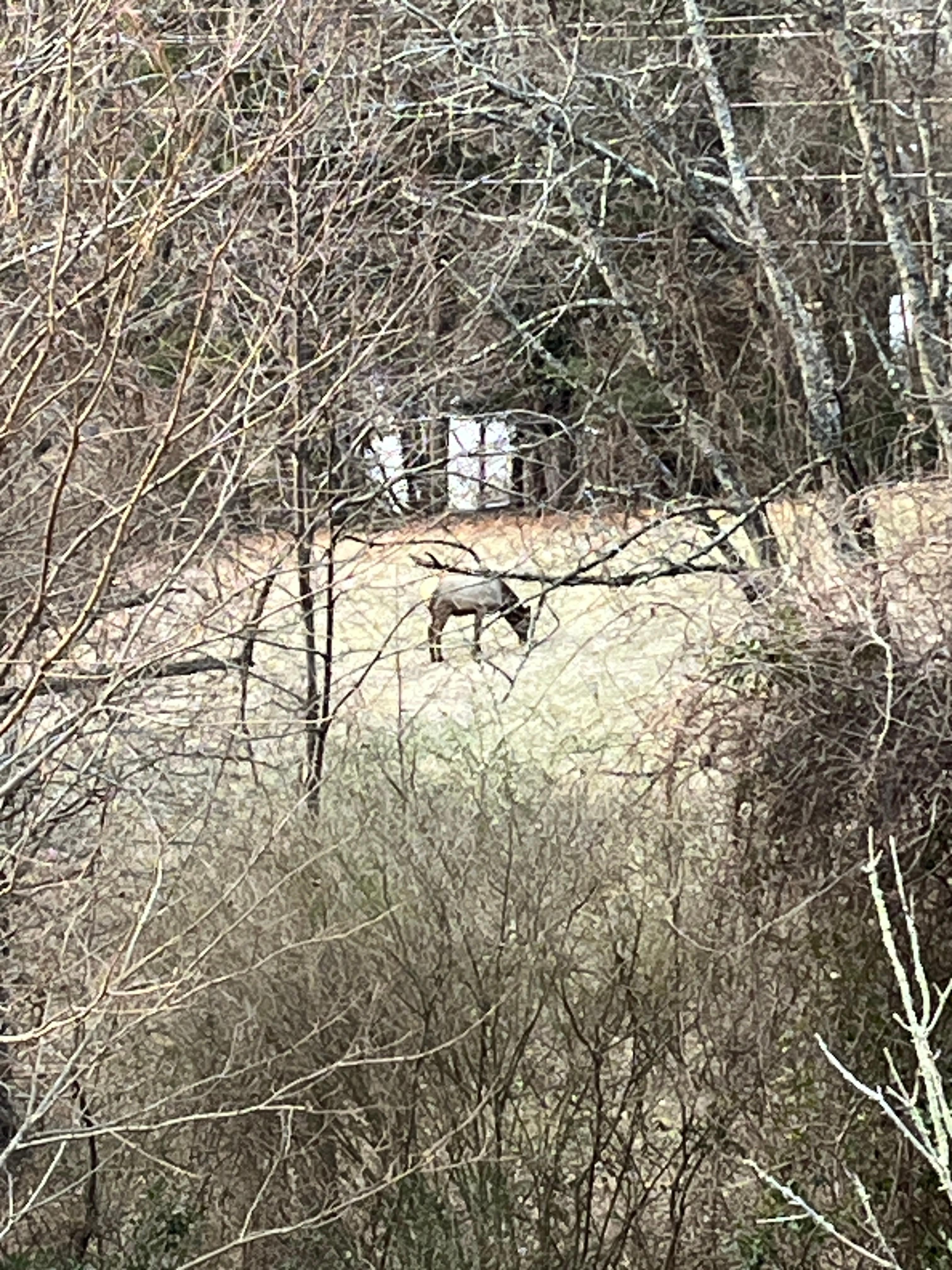 Saw this elk one morning from the balconey